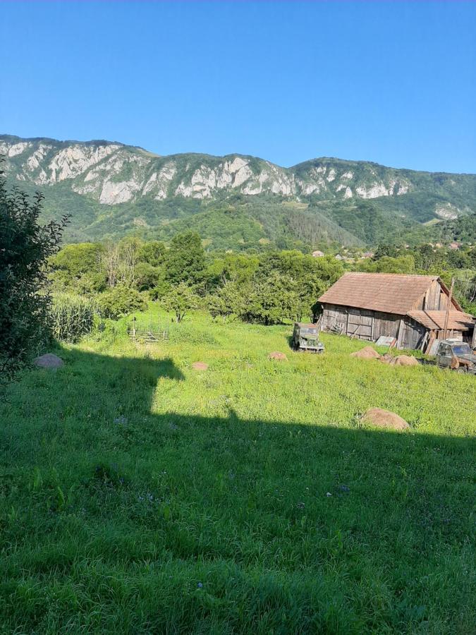 Pensiunea Codru Salciua de Jos Экстерьер фото